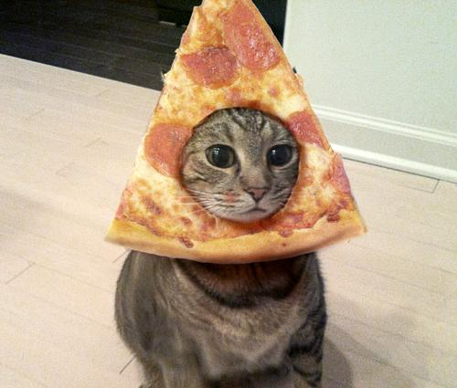 Sad Pizza Cat